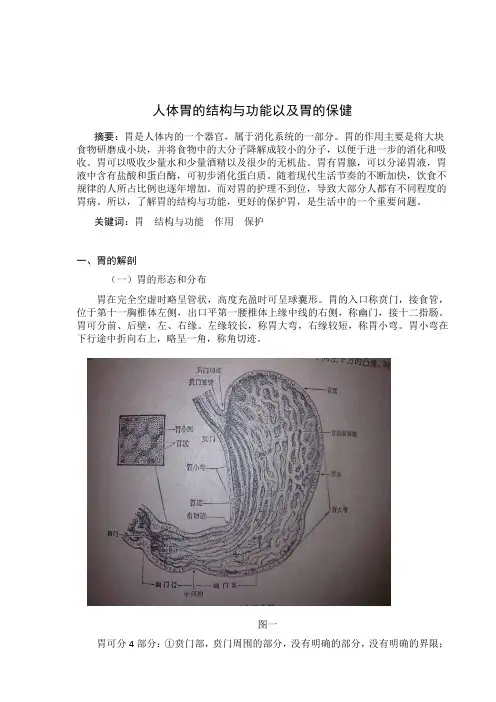 综述胃的结构与功能