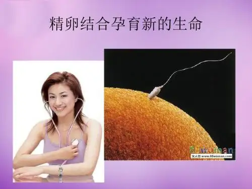【苏教版】七年级生物下册：8.1《精卵结合孕育新的生命》ppt课件