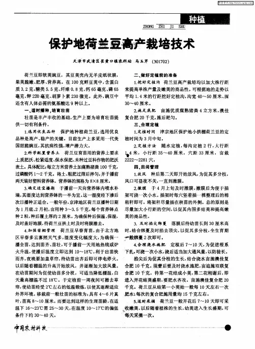 保护地荷兰豆高产栽培技术