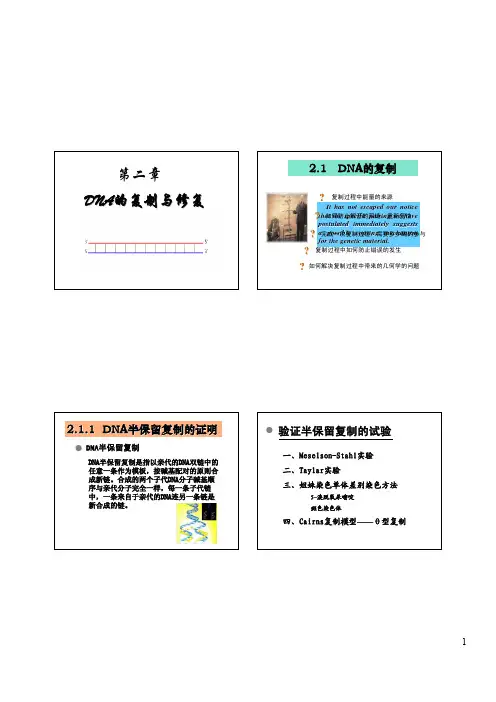 DNA的复制与修复