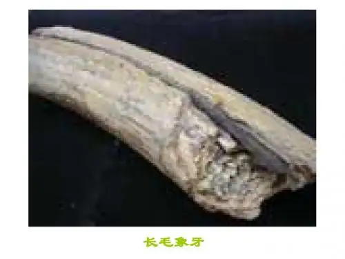 生物化石