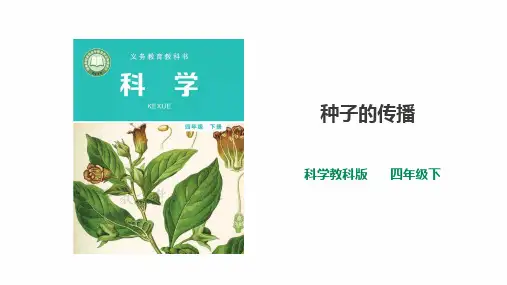 教科版科学四年级下册 1.7《种子的传播》课件(32张PPT)