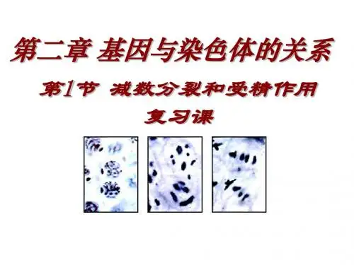 减数分裂和受精作用第二课时