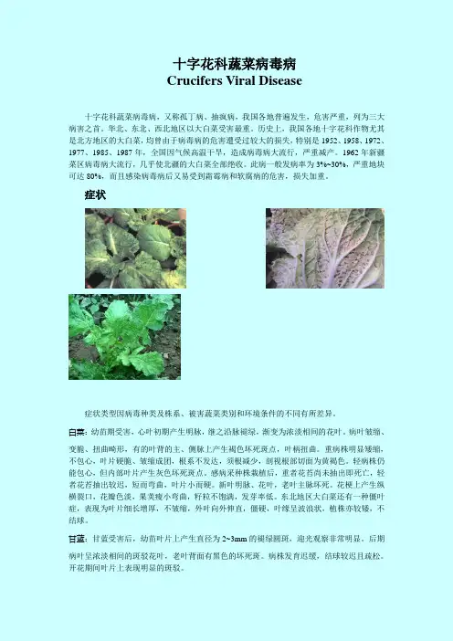 十字花科蔬菜病毒病