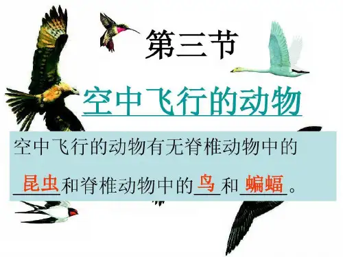 空中飞行的鸟类31页PPT