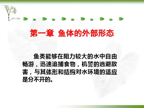 1.鱼体的外部形态