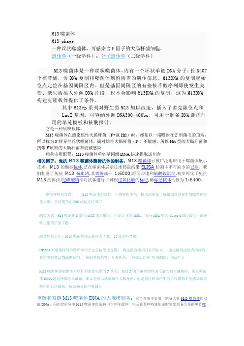 M13噬菌体
