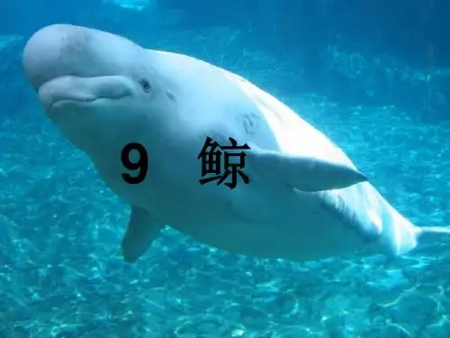 9鲸