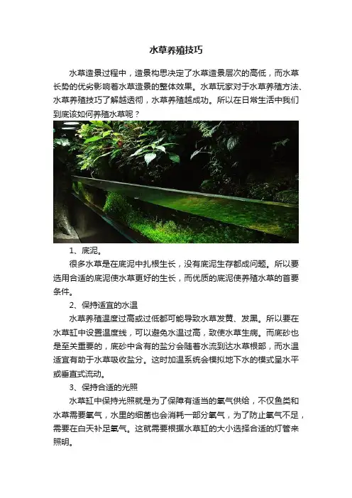 水草养殖技巧