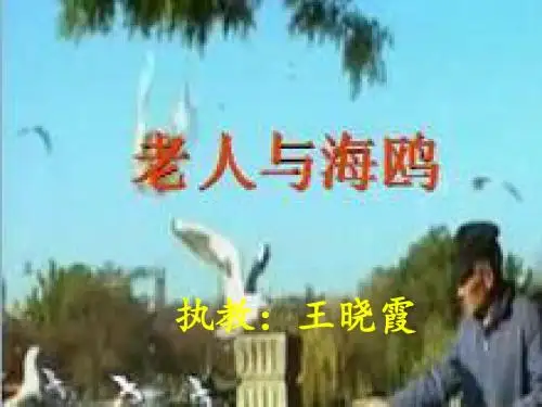老人与海鸥第一课时