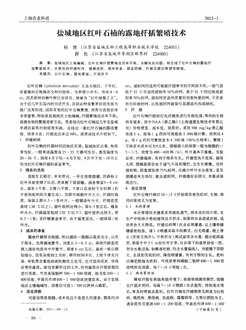 盐城地区红叶石楠的露地扦插繁殖技术