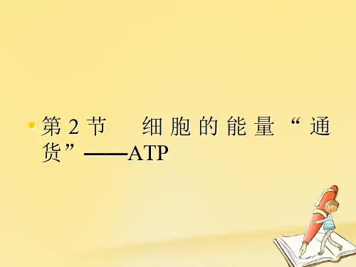 高中生物人教版必修一课件： 5.2《细胞的能量“通货”——ATP》