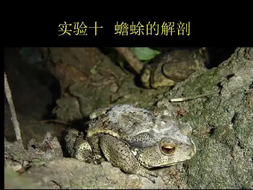 动物学实验八-蟾蜍的解剖49页PPT