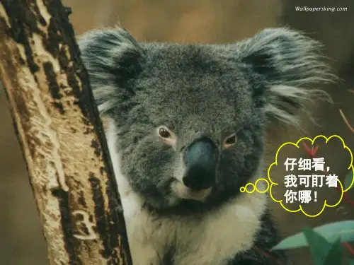 动物游戏之谜ppt课件完美版