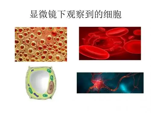 认识显微镜