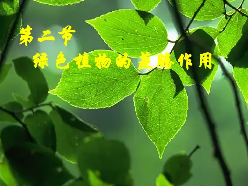 生物:绿色植物的蒸腾作用课件(济南版七年级上)