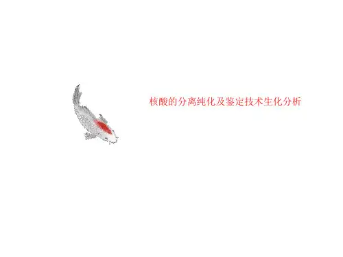 核酸的分离纯化及鉴定技术生化分析