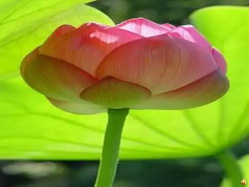 初一生物课件-2018秋季冀教版七年级生物上册第二章《生物体的结构层次》复习课件 最新