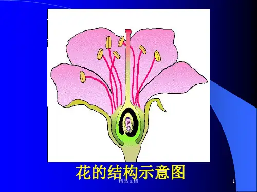 (整理)花的结构示意图.ppt