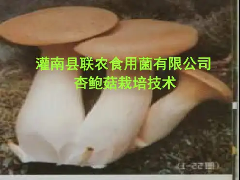 杏鲍菇栽培技术