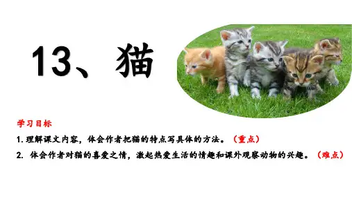 13猫第二课时