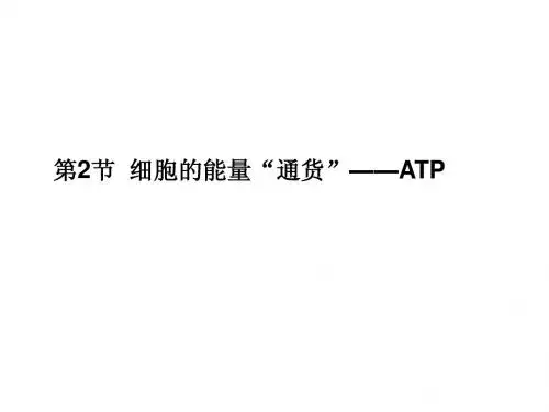 人教版教学课件11-12学年高一生物必修1(新人教版)同步课件：52 细胞的能量“通货”——ATP