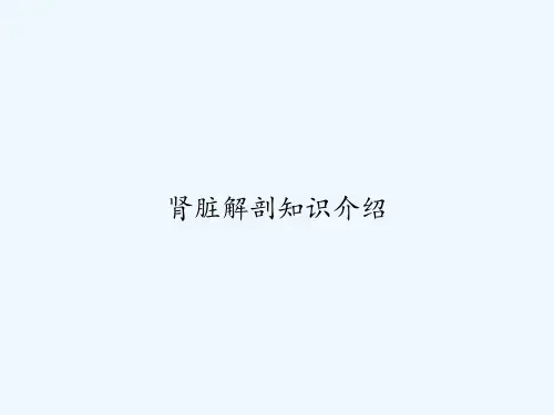 肾脏解剖知识介绍 PPT
