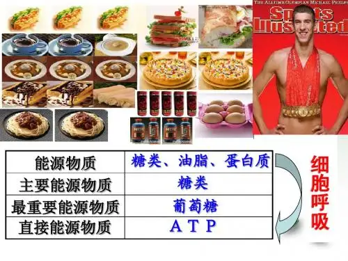 2011.11.11 细胞呼吸