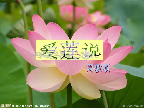 爱莲说课件-多媒体课件制作大赛作品