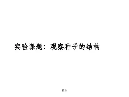 观察种子结构(实验)
