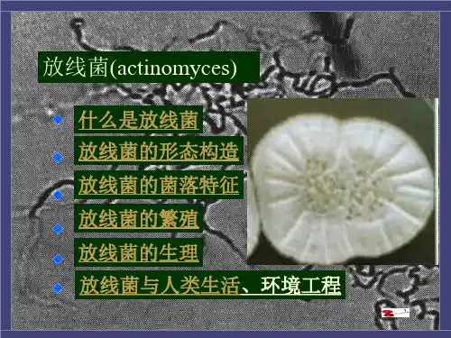 环境工程微生物学之放线菌