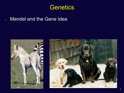 MendelsGenetics解读