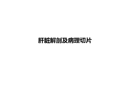 肝脏解剖及病理切片ppt课件