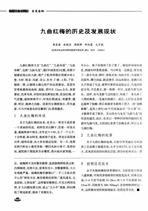 九曲红梅的历史及发展现状