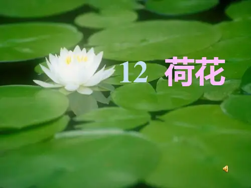 苏教版 12.荷花