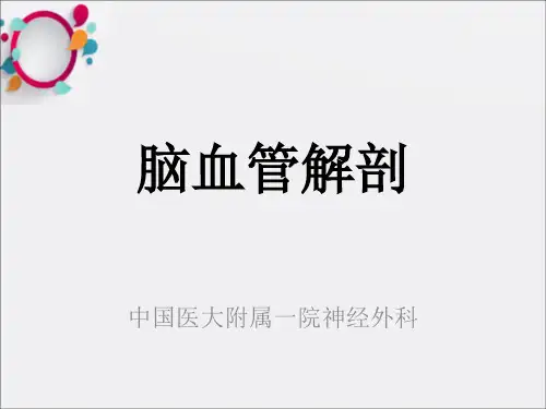 脑血管解剖脑动脉系