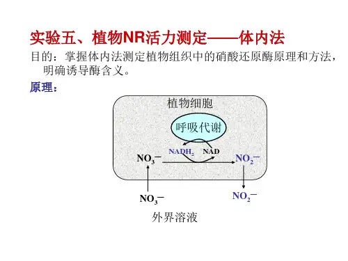 植物生理学实验课件5植物NR活力测试——体内法