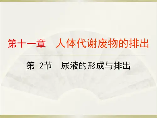 尿液的形成和排出