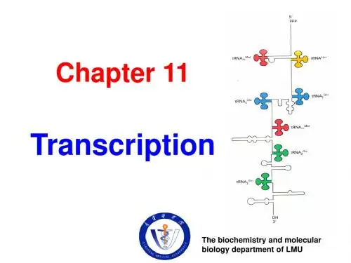 10——RNA的生物合成Transcription