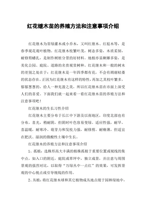 红花继木苗的养殖方法和注意事项介绍