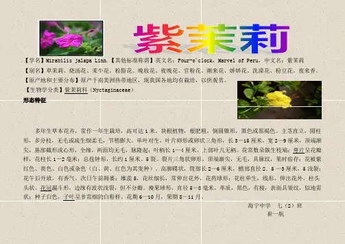 紫茉莉 2