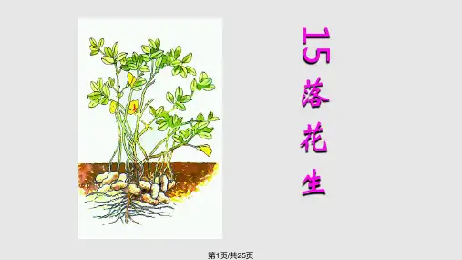 五年级语文上册落花生PPT课件