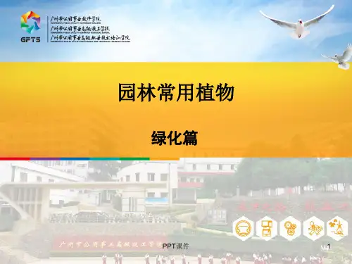 园林树木识别(绿化)  ppt课件