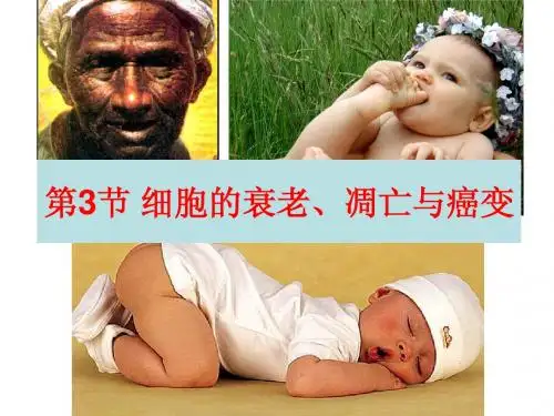 第三节细胞的衰老和凋亡