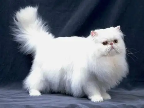《找不到快乐的波斯猫》课件