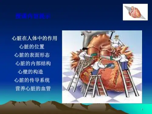 心脏的解剖生理-PPT课件