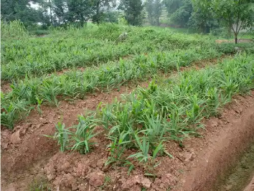 生姜高产种植技术专题培训课件