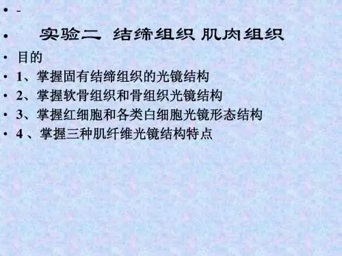 病理结缔组织与肌肉实验