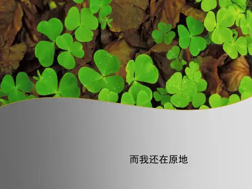 四叶草