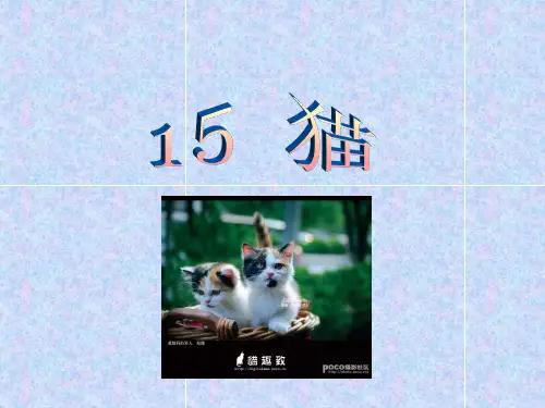 四年级语文课件猫PPT课件